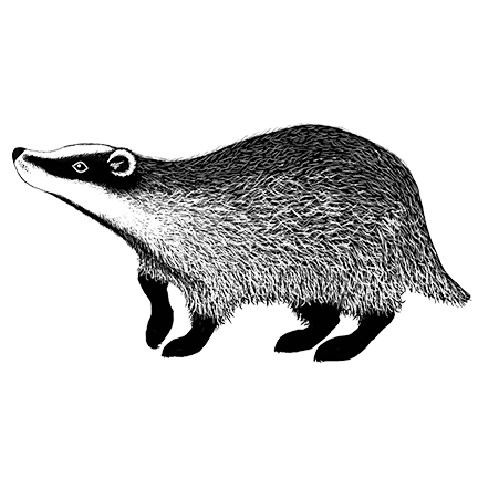 Badger 2 by Lavinia Stamps