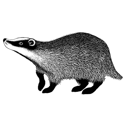 Badger 2 by Lavinia Stamps