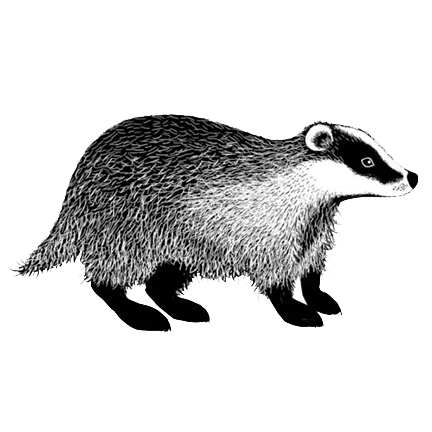Badger by Lavinia Stamps