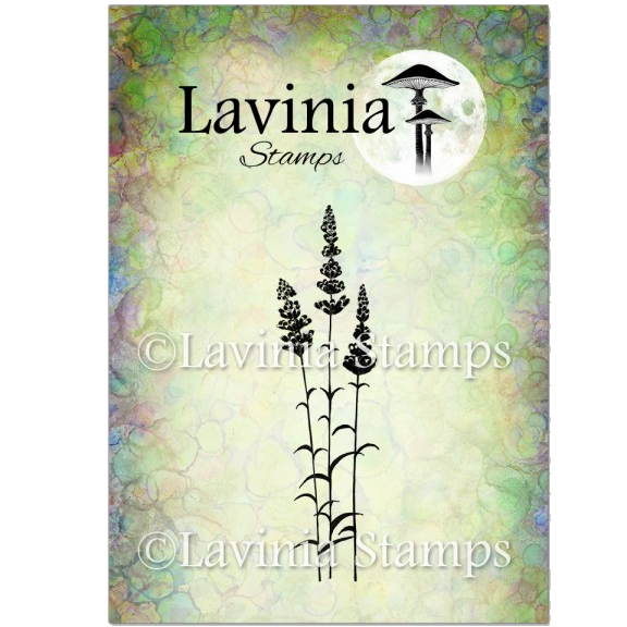 Lavender by Lavinia Stamps