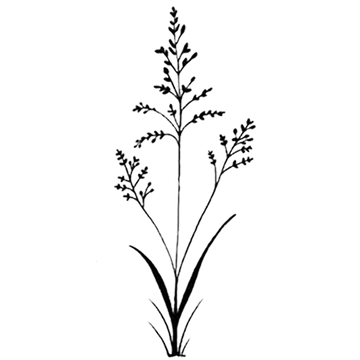 FieldGrass_180x@2x.png?v= FieldGrass_180x@2x.png?v=