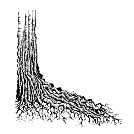 Tree Root by Lavinia Stamps – Del Bello's Designs